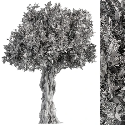 Olive Tree Set 194 — Вид 4