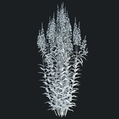 Lythrum salicaria flowers | Lythrum salicaria 2 — Ver 3