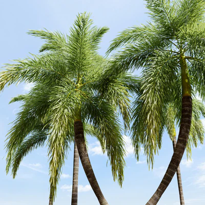 Foxtail Palm 02 — Вид 4