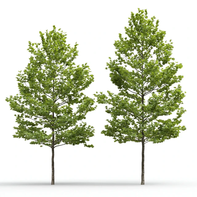 Plane-tree / Sycamore / Platanus acerifolia #4 — Descargar