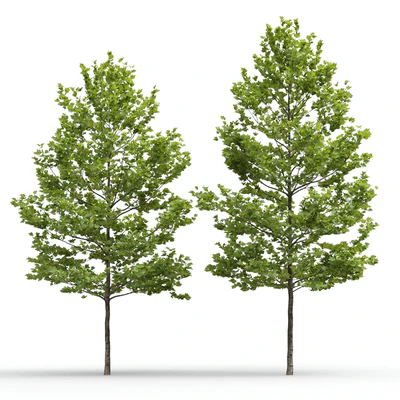 Plane-tree / Sycamore / Platanus acerifolia #4 — Ver 5