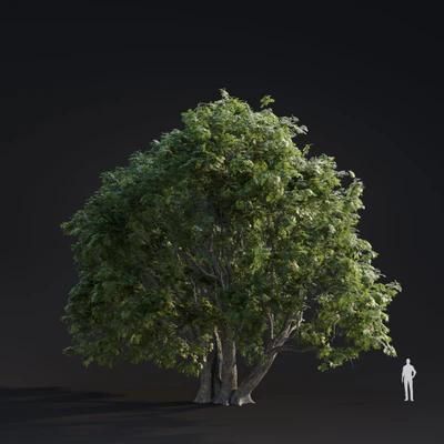 012 juglans major — Скачать