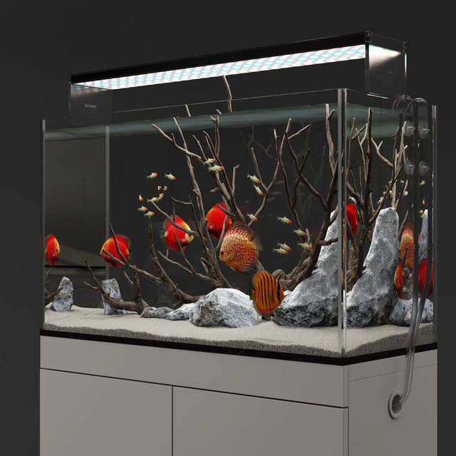 Aquarium discus fish — Descargar