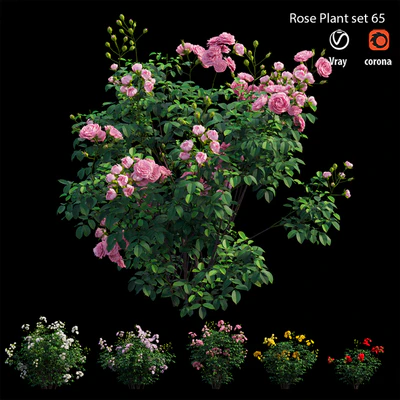 Rose plant set 65 — Ver 3