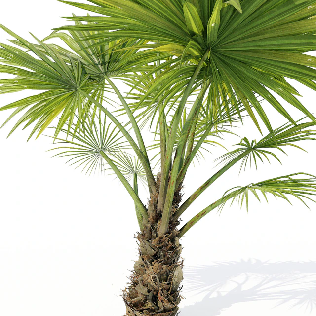 Chuniophoenix hainanensis 02 — Скачать