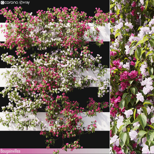 Bougainvillea 06 — Descargar