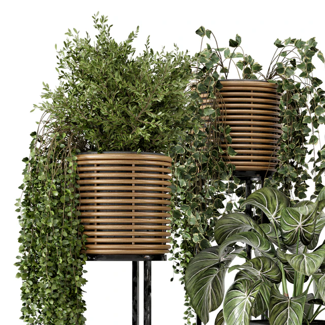 Indoor Plants in natural rattan Pot on Metal Base  - Set 592 — Скачать