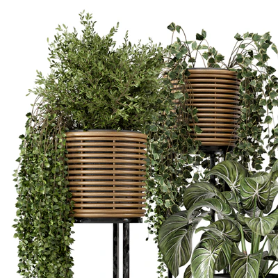 Indoor Plants in natural rattan Pot on Metal Base  - Set 592 — Вид 3