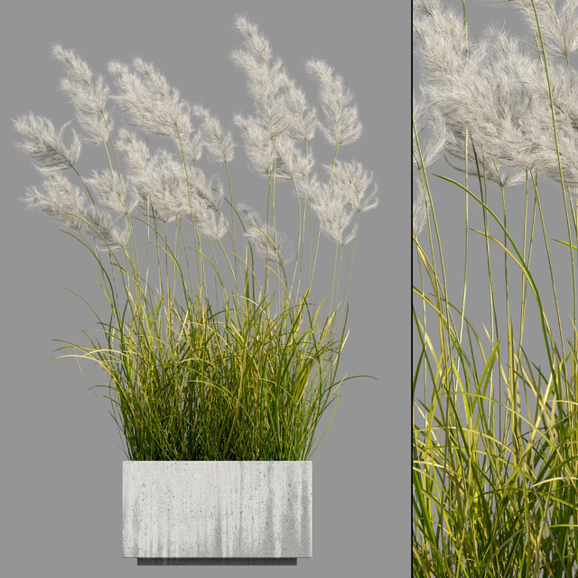 pampas grass 3 — Descargar