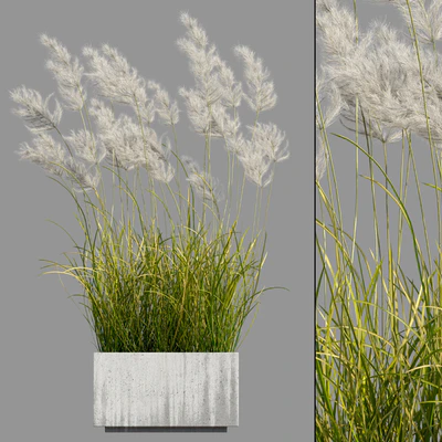pampas grass 3 — Ver 1