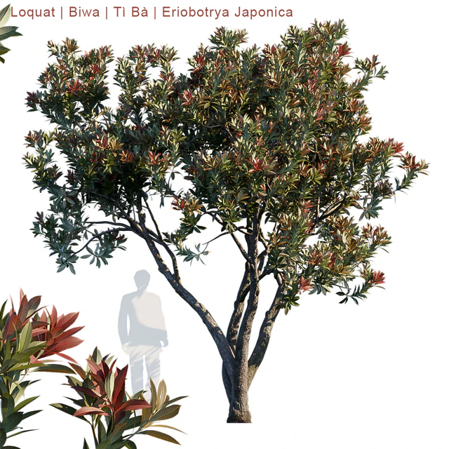 Loquat | Biwa | Eriobotrya japonica — Descargar