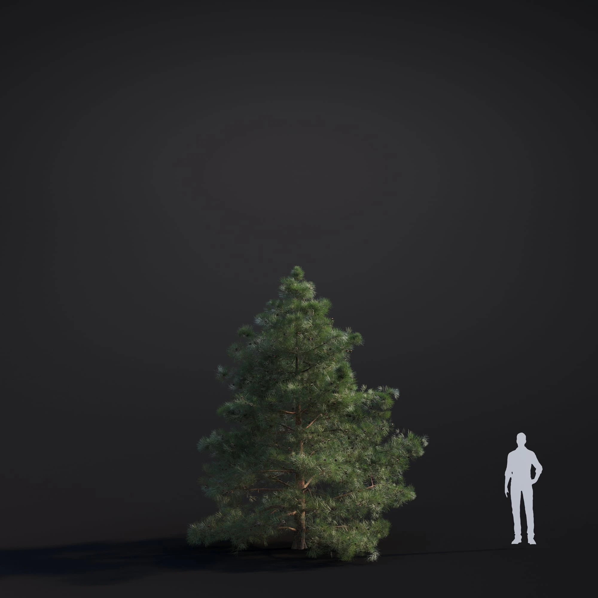 032 pinus ponderosa — Descargar