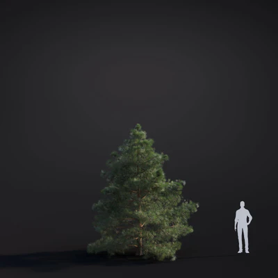 032 pinus ponderosa — Descargar