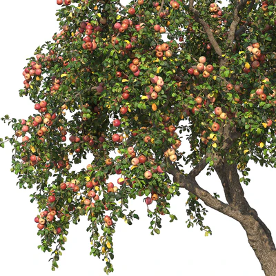 Apple tree — Ver 3
