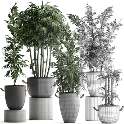 Plant Collection 390. Bamboo, concrete flowerpot, thickets, bushes, pot, indoor plants, outdoor, exotic, bushes — Ver 2