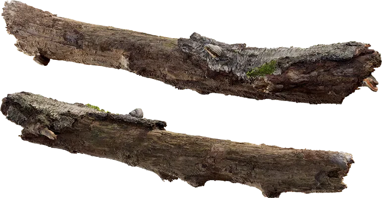 birch log 001 — Descargar