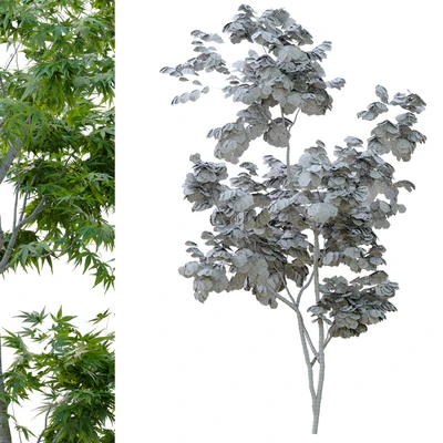 Two young trees — Вид 3