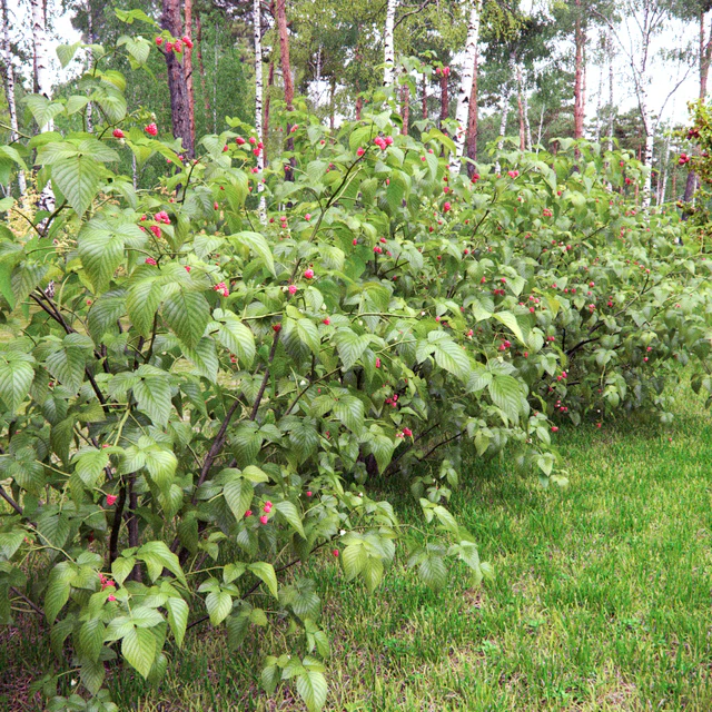 Raspberry — Descargar