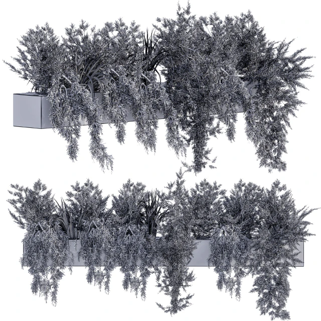 ivy Plants in Box — Скачать