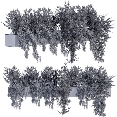 ivy Plants in Box — Вид 2