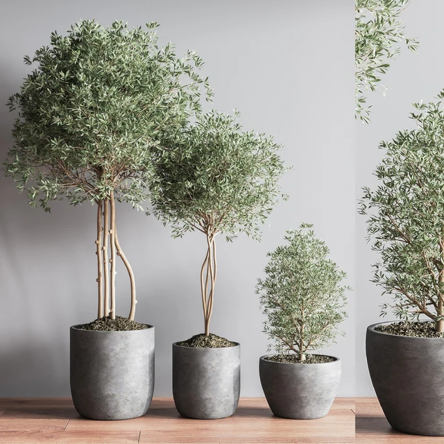 Indoor Plant Set12 — Скачать