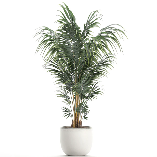 Beautiful decorative lush indoor palm tree in a white modern pot with Hovea, kentia, neanta. Set 518. — Descargar