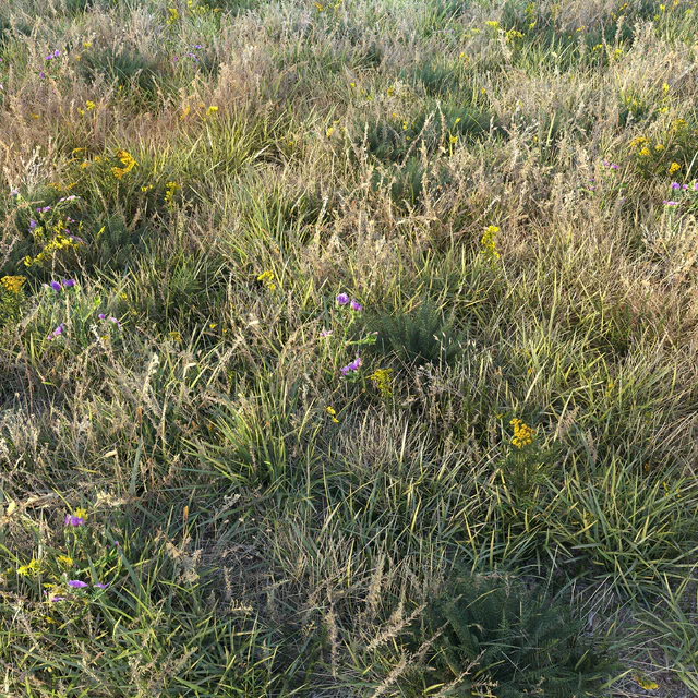 Autumn grass — Descargar