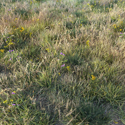 Autumn grass — Ver 2