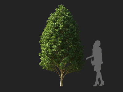 ilex maximowicziana 001 — Descargar