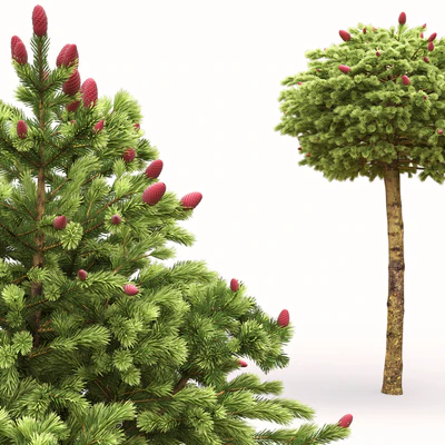 Picea Wild Strawberry — Ver 2