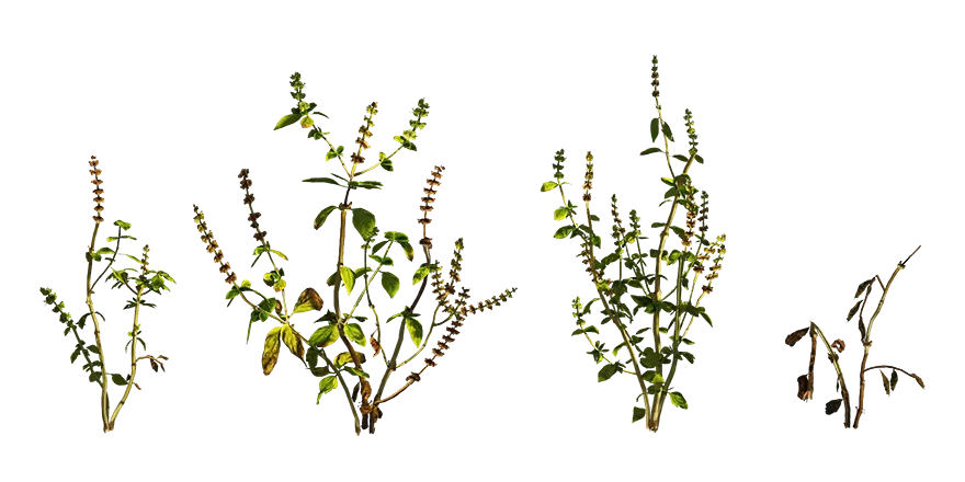 common basil herb 001 — Descargar