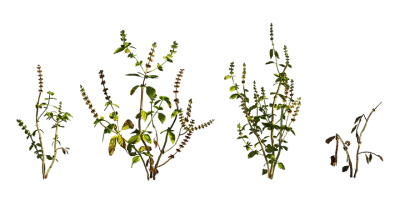 common basil herb 001 — Descargar