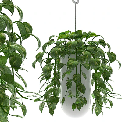 MONEY PLANTS — Вид 1