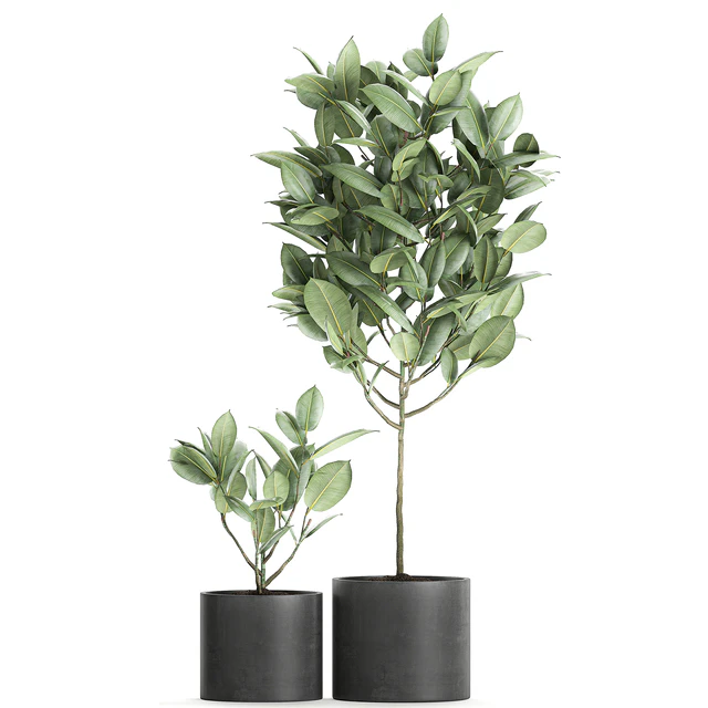 A collection of small ornamental trees in concrete black pots with ficus elastic handles. Set 609. — Descargar
