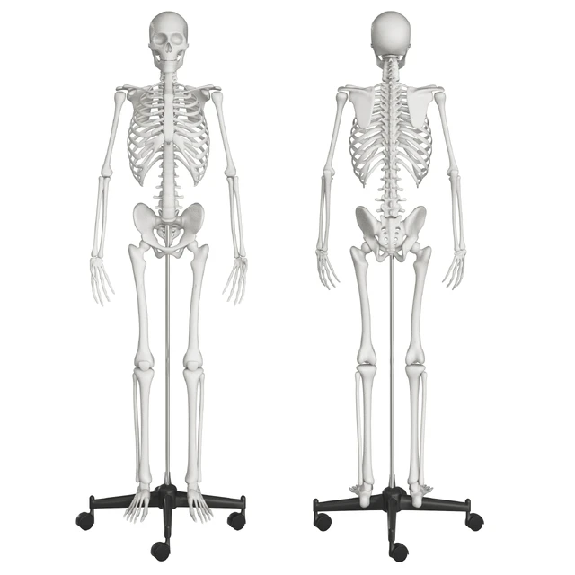 Human skeleton — Descargar
