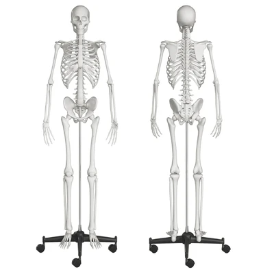 Human skeleton — Ver 2