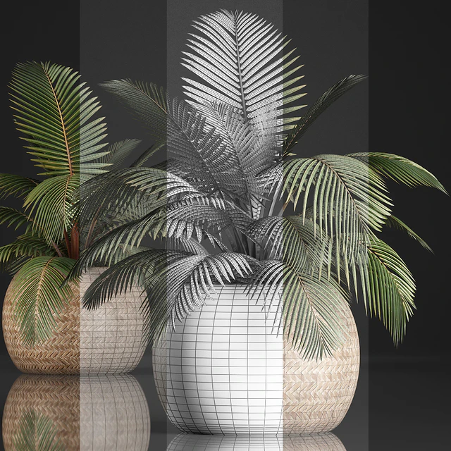 Plant Coconut palm 340. Small palm, basket, rattan, indoor, interior, eco design, natural decor — Descargar