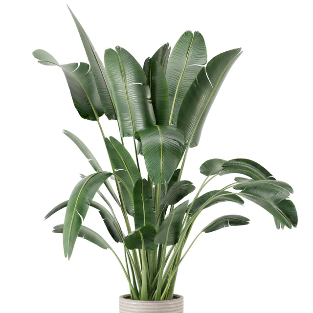 Indoor Plants  in rusty Concrete Pot - Set 298 — Скачать