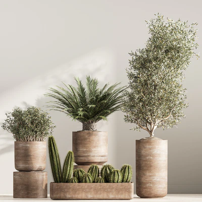 indoor plant set 36 — Вид 2