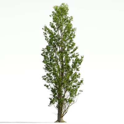 trees and barks 039 — Descargar