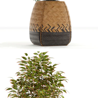 Plants collection 126 — Ver 2
