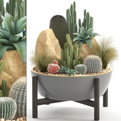 Plant collection 306. Cactus set. cacti, round cactus, flower bed, japanese, cereus, Barrel cactus, desert plants, stones — Ver 1