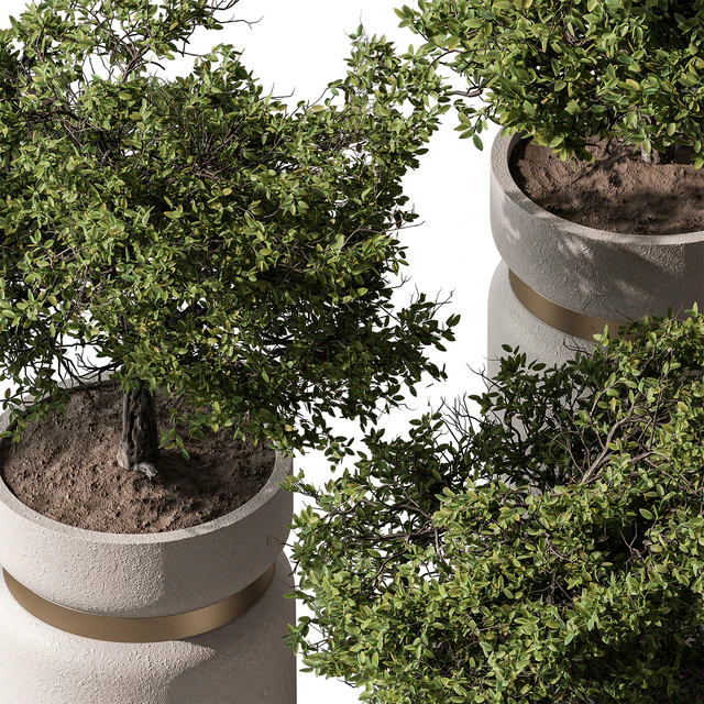 Indoor Plant 566 -Tree in Pot — Descargar