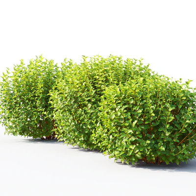 Physocarpus — Ver 2