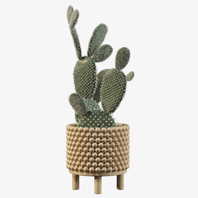 Plants collection 038 - Opuntia microdasys 03 — Descargar