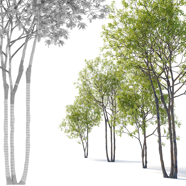 Prunus maritima — Descargar