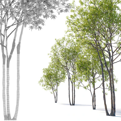 Prunus maritima — Ver 2