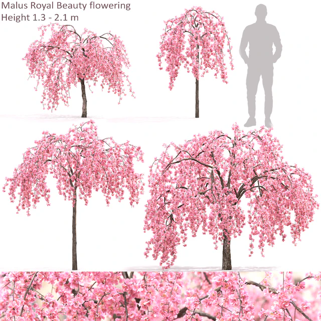 Malus  flowering — Descargar