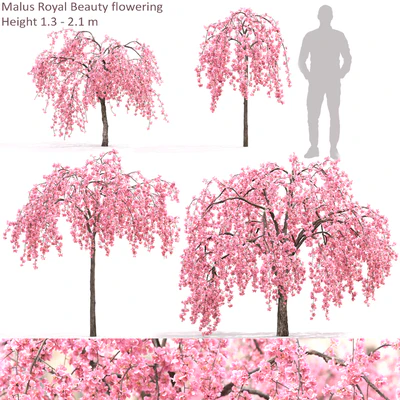 Malus  flowering — Ver 1