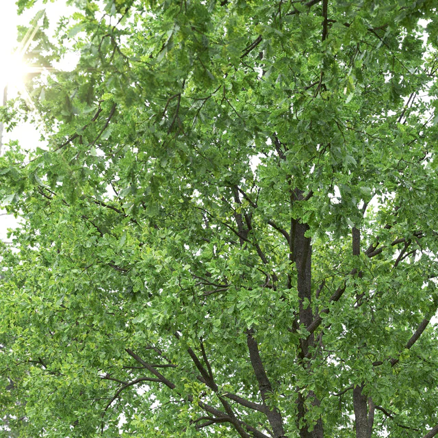 Oak — Descargar